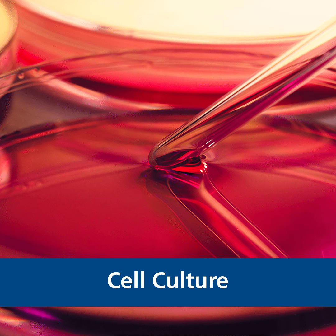 Cell Culture Cell Culture